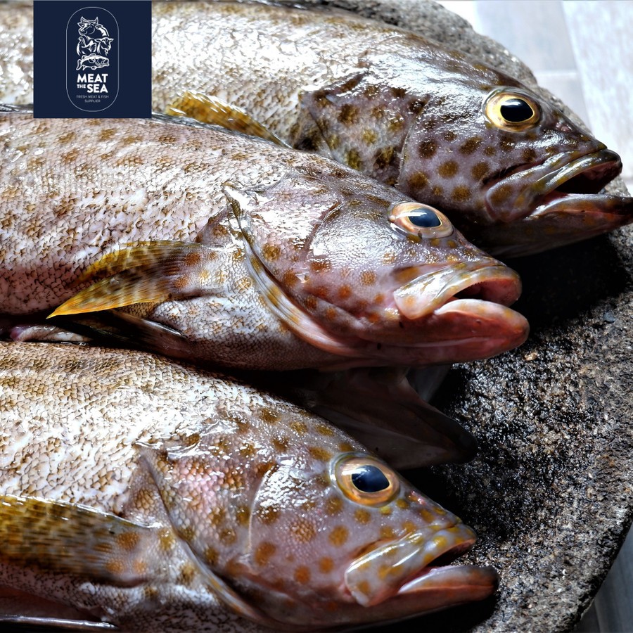 

Ikan Kerapu Totol ● Lumpur ● Fresh Frozen - DIBERSIHKAN