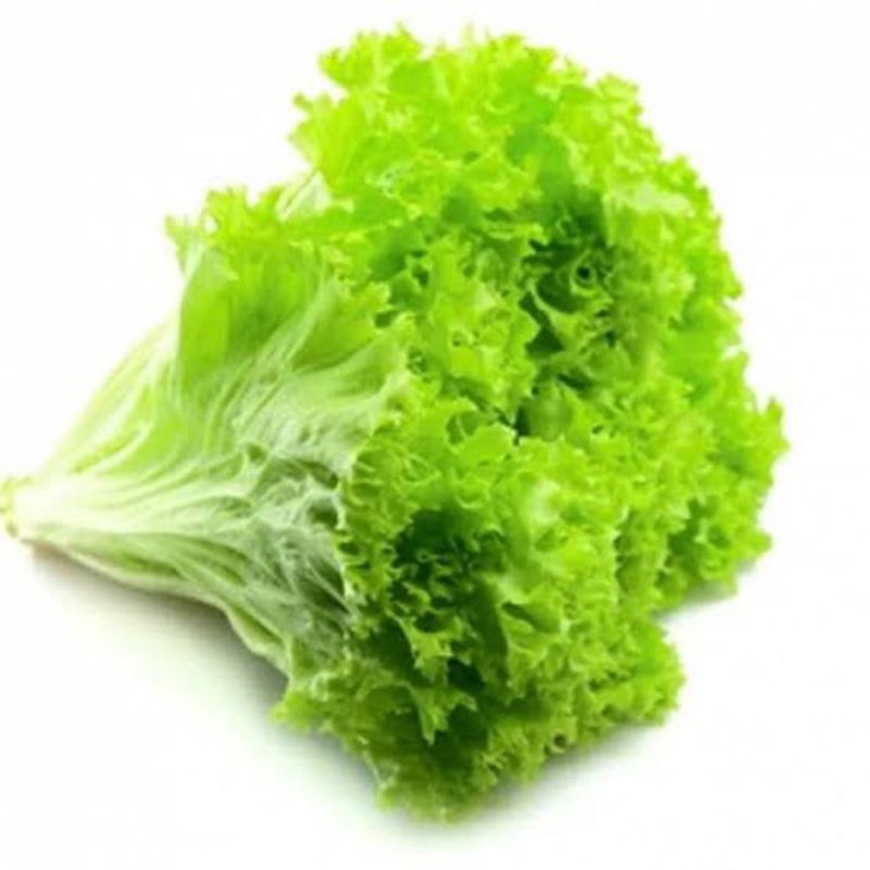 

Daun Selada Keriting 250 gr