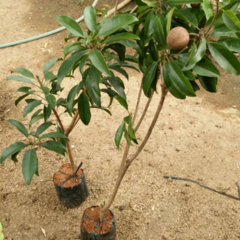 Bibit Sawo sudah berbuah