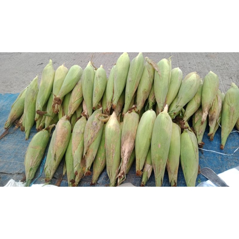 

jagung manis super