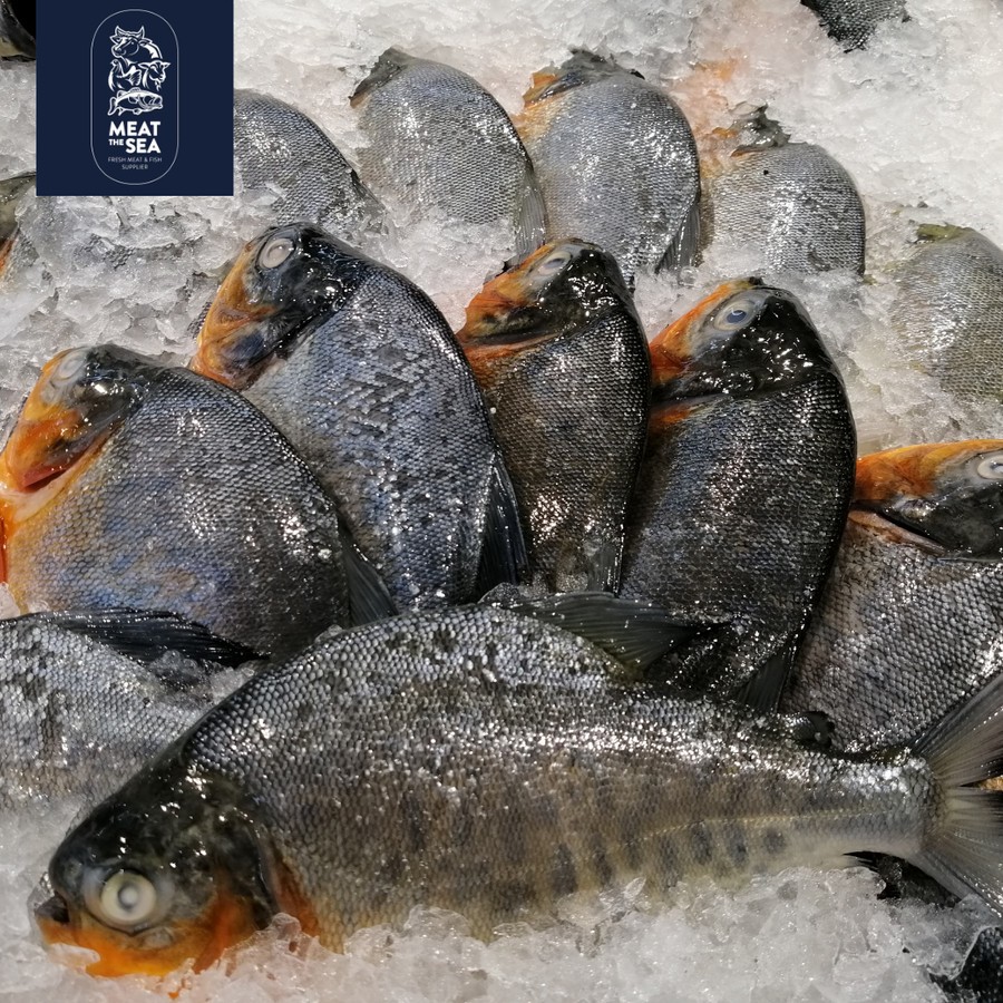 

Ikan Bawal Air Tawar ● Fresh