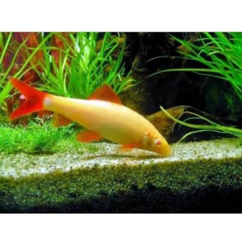 Ikan Redfin Albino/Ikan Hias Aquascape/Air Tawar