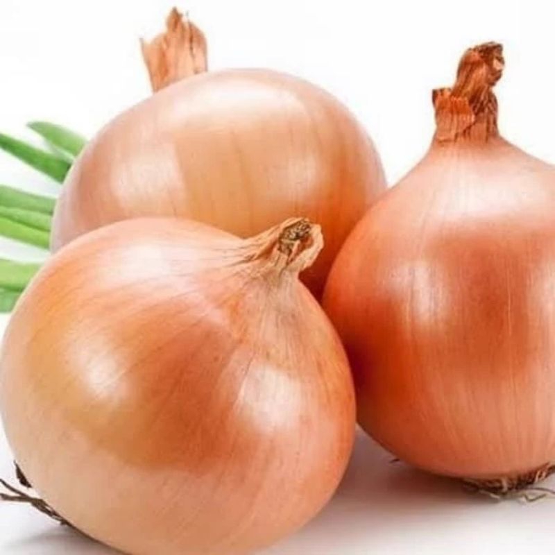 

Bawang BOMBAY