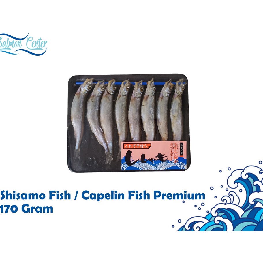 

PALING AMPUH SHISAMO FISH CAPELIN FISH PREMIUM