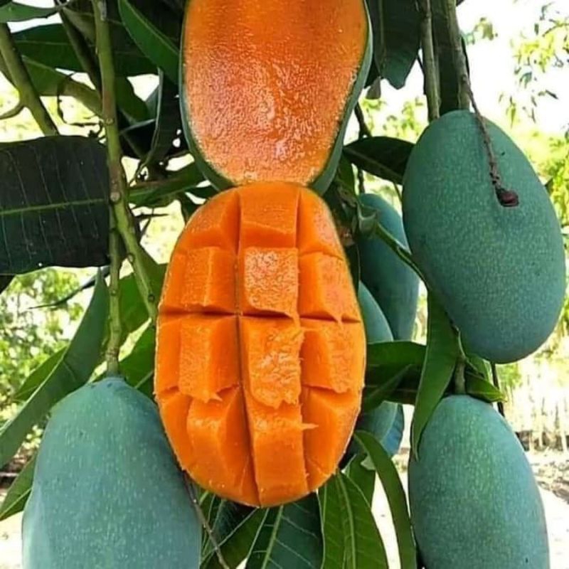 

MANGGA MANA LAGI HASIL OKULASI