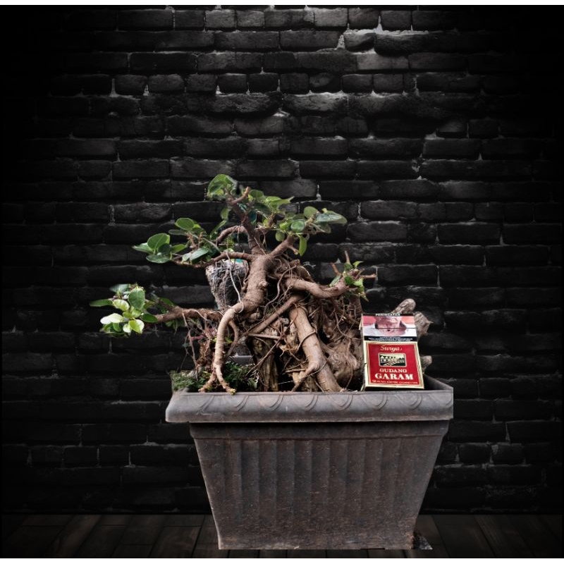 bonsai dollar tanuki