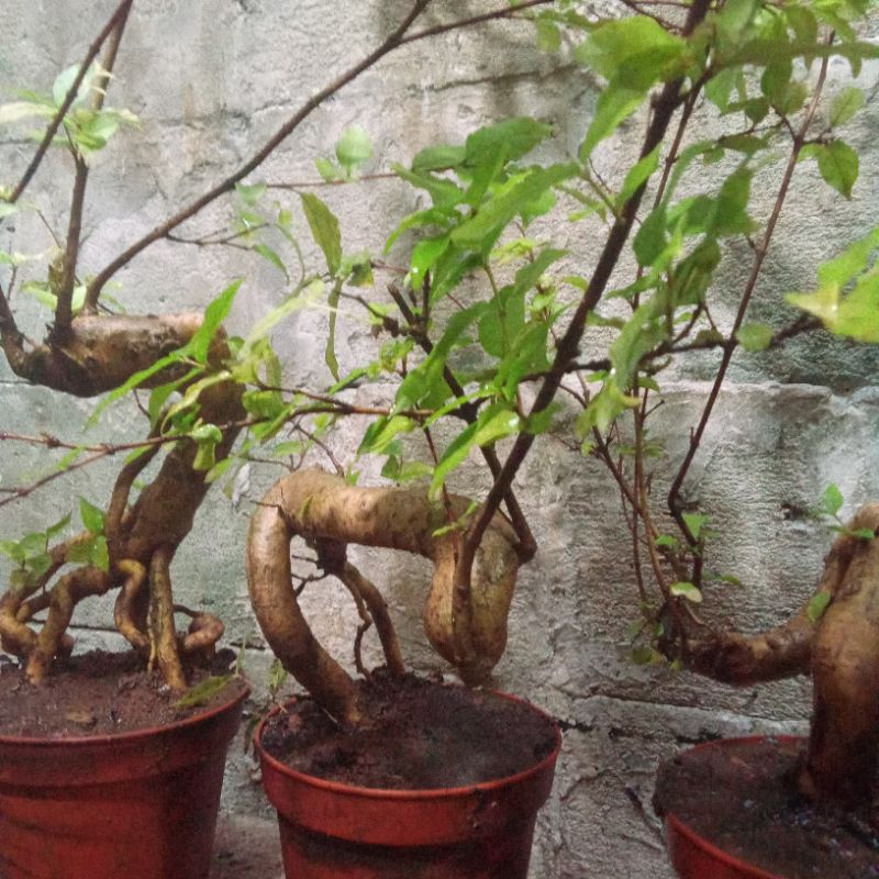 pohon Anting putri varigata