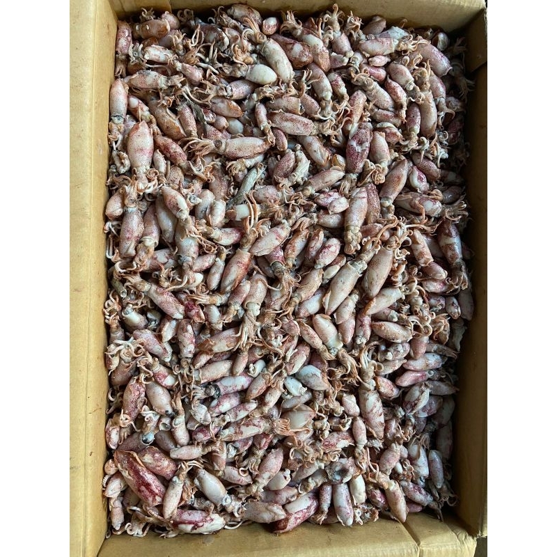 

Baby Cumi Asin Rebus Freshh!! (Size 2-4 cm - 3-5 cm) 200gram Ikan Asin Murah!! Grosir