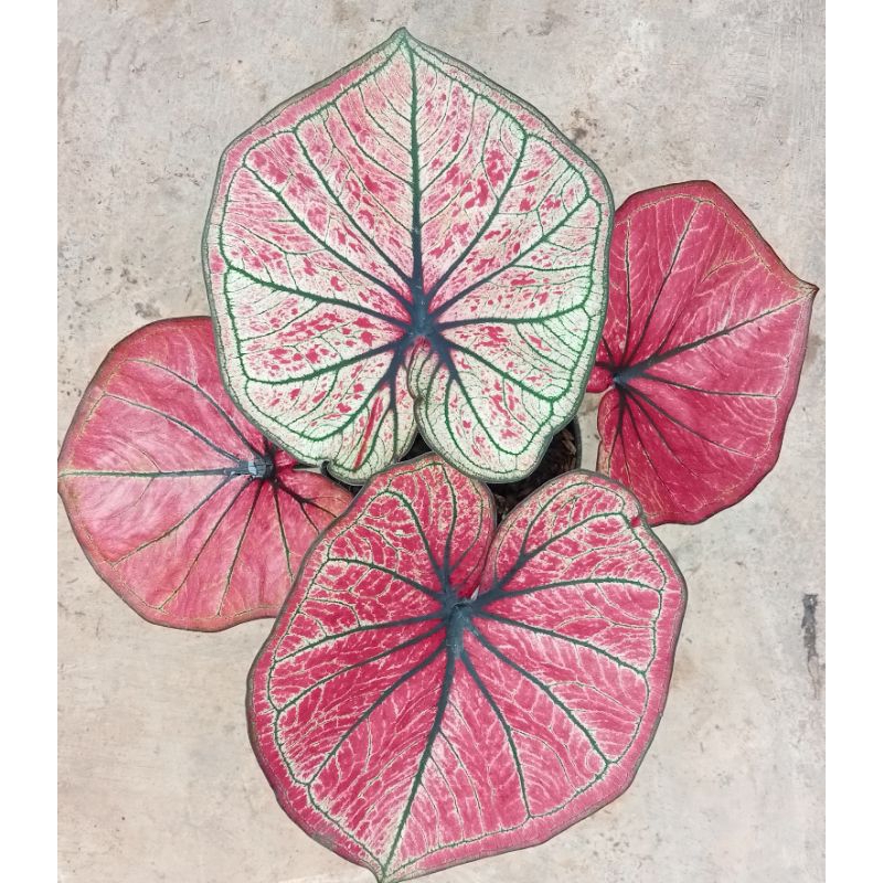 caladium/keladi c13/mascota daun bulat