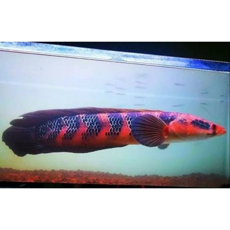 4 ekor baby Channa maru RED BARITO 3-4cm