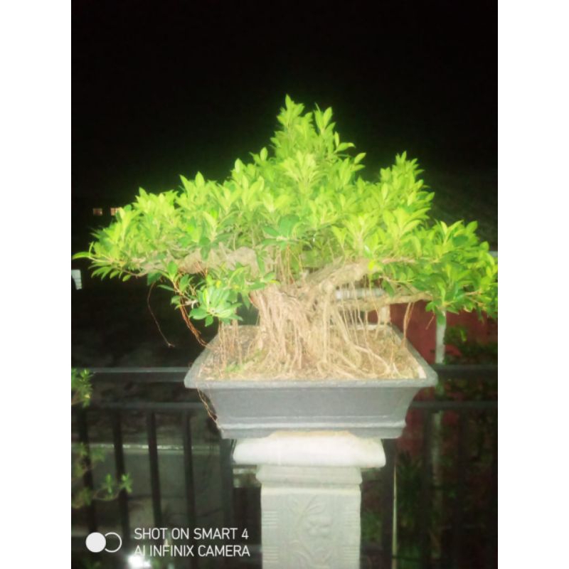 BONSAI BERINGIN KIMENG