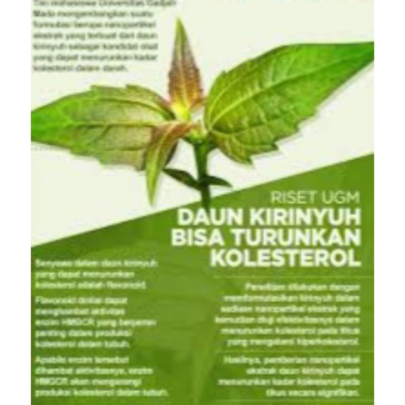 

daun kirinyuh herbal organik/segar 100g