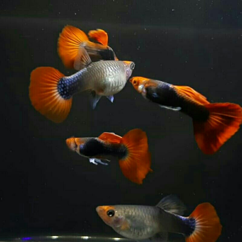 ikan guppy tuxedo koi - sepasang