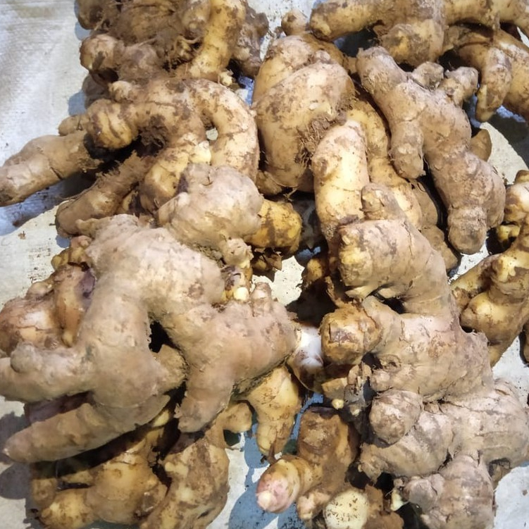 

JAHE GAJAH JAHE PUTIH 250 GRAM FRESH BUMBU MASAKAN REMPAH