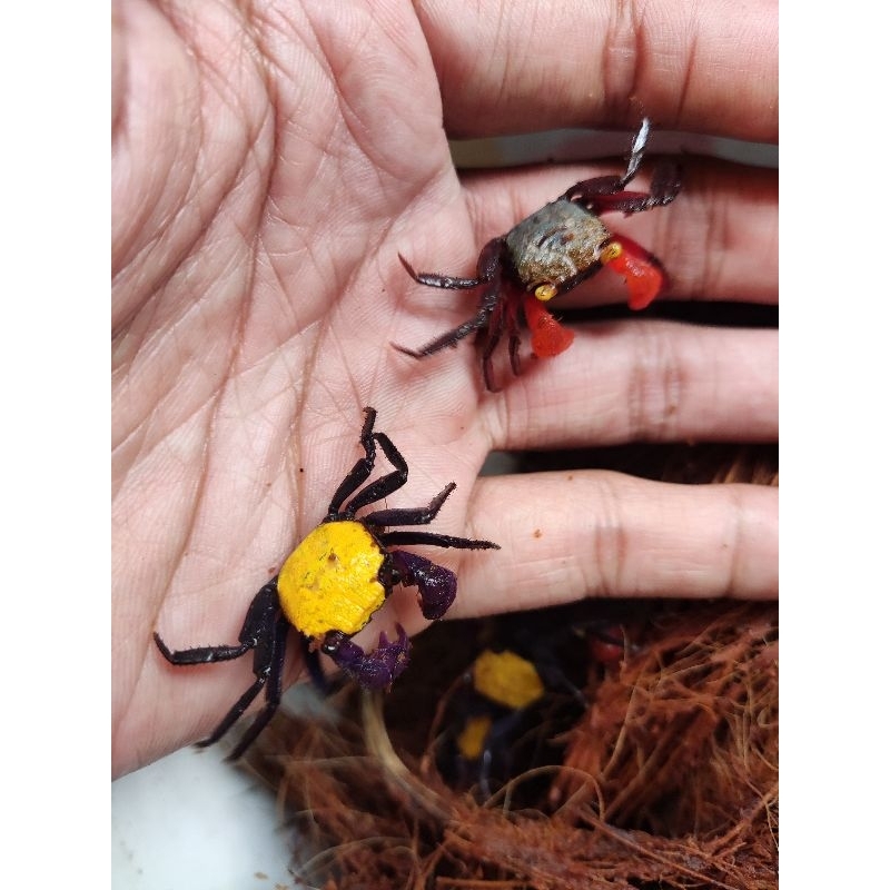 

paket kepiting hias isi 6 ekor mix warna ( Vampire Crab ) aquascape pets fauna exotic fish crabs vivarium paludarium