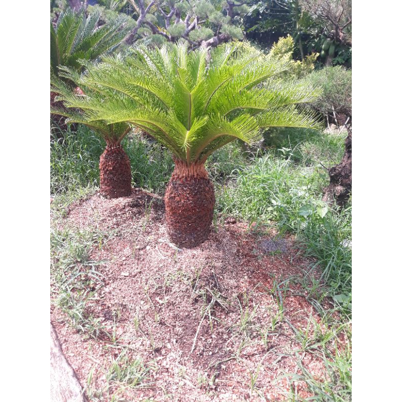 tanaman palem sikas tinggi 70 cm