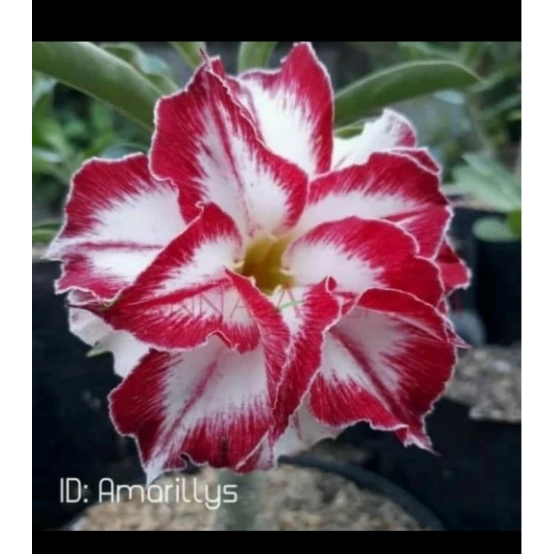 Tanaman hias adenium kamboja bunga merah putih tumpuk