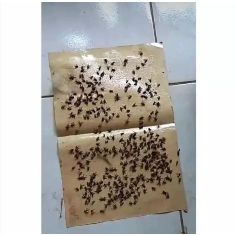 Lem Lalat, perekat lalat, racun lalat