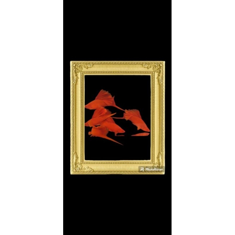 kardus packing - Platy Blood Red FC