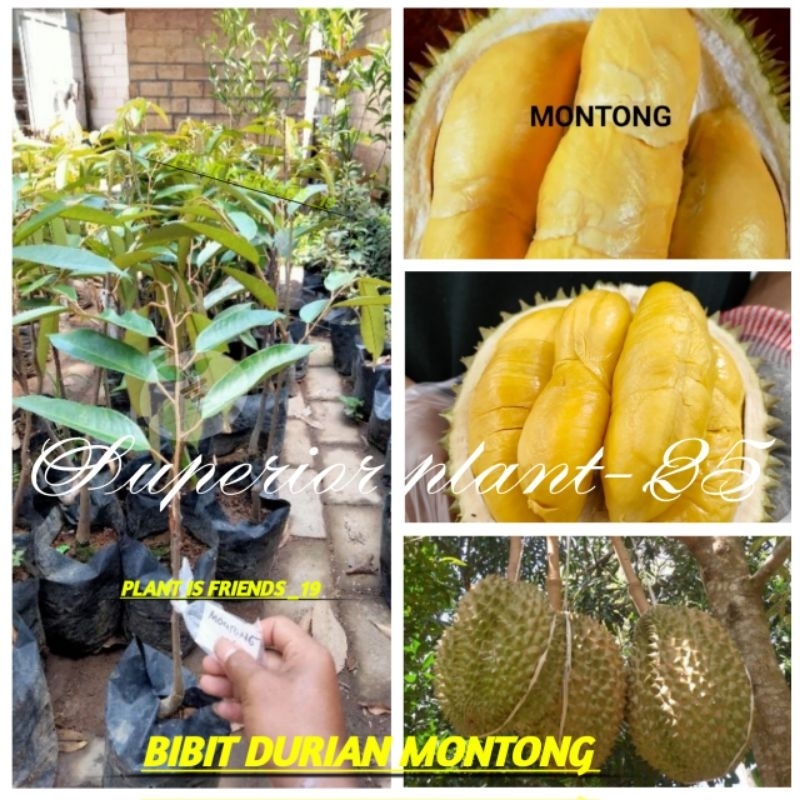 BIBIT BUAH DURIAN MONTONG OKULASI TANAMAN DURIAN MONTONG