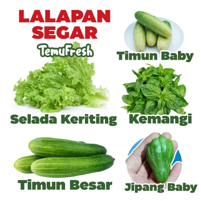 

LALAPAN TIMUN SELADA KEMANGI JIPANG BABY TEMUFRESH - Sayur Hijau Segar Sleman Jogja TemuPawon Fresh