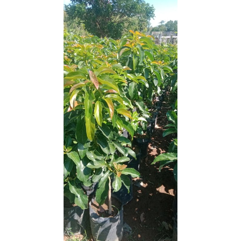 Bibit Alpukat Aligator Super