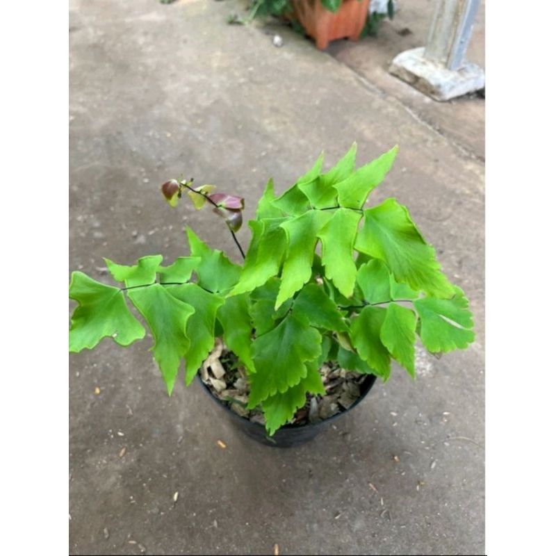 _Adudushop O Tanaman Hias Suplir Kupu-Kupu Tanaman Hias Suplir Kupu-Kupu Pink Tanaman Hias Suplir