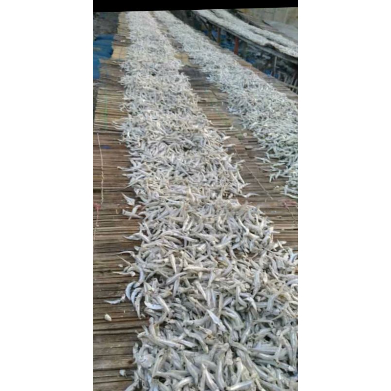 Ikan Asin Teri Jengki asin