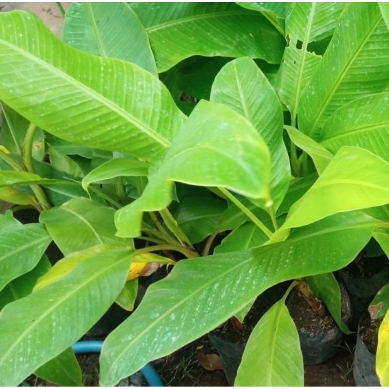 bibit pisang mas kirana