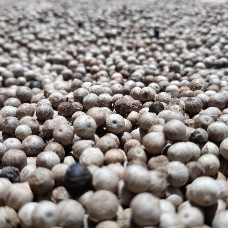 

MERICA SUPER ASLI (TANPA PEMUTIH)