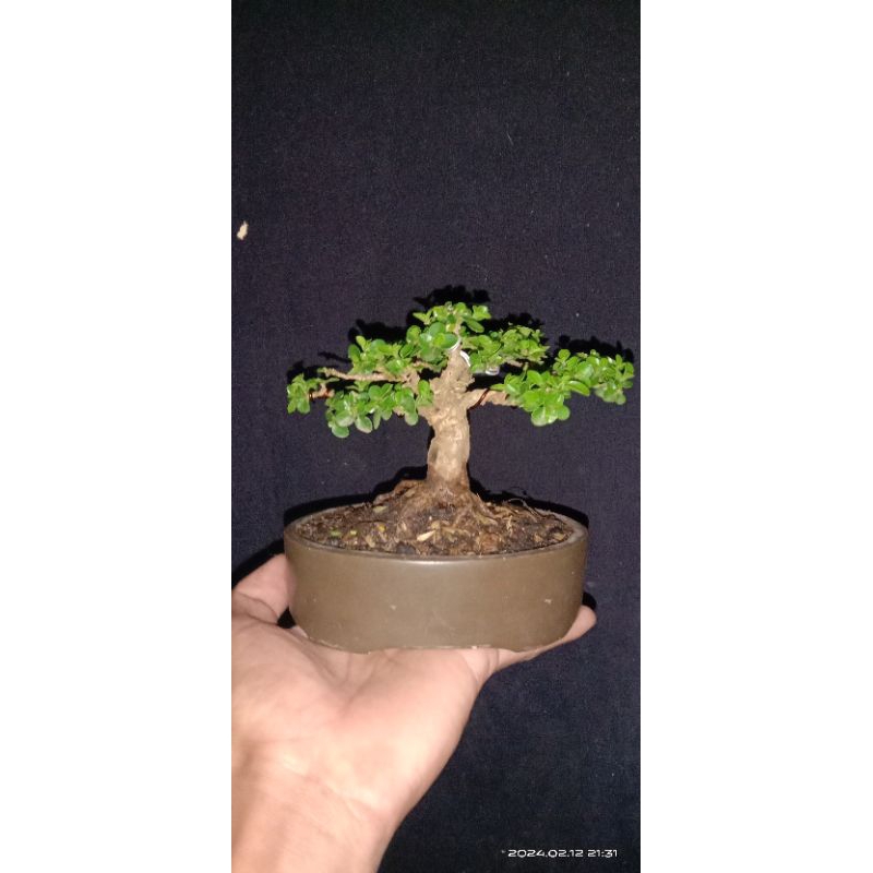 bonsai Sancang mame