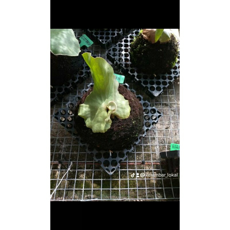 platycerium / kesimbar antis hybrid platycerium elephantotis x platycerium antis