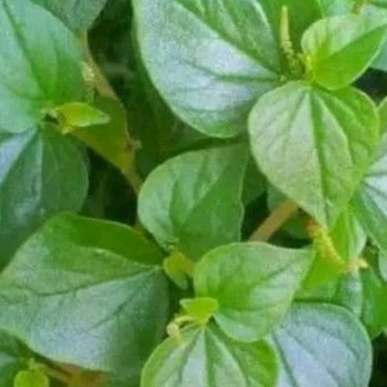 

daun sirih cina 200gr