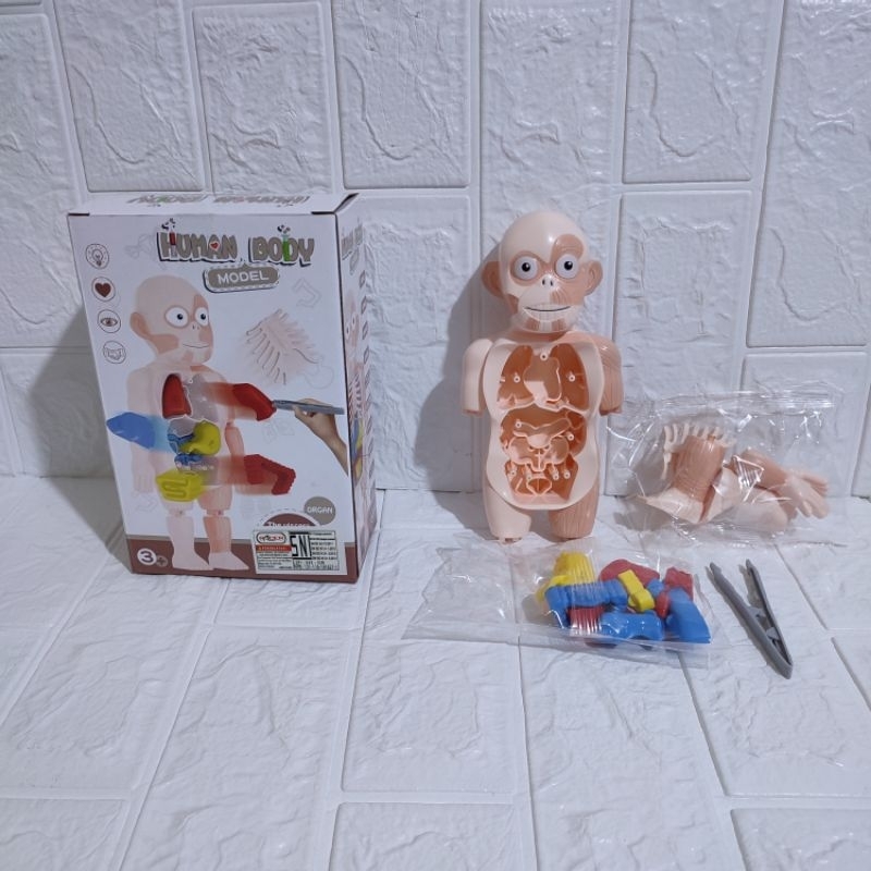 Mainan Anatomi Manusia Human Body Model