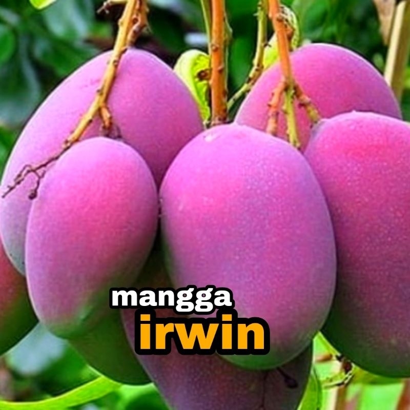bibit mangga irwin sudah okulasi  // mangga ungu okulasi