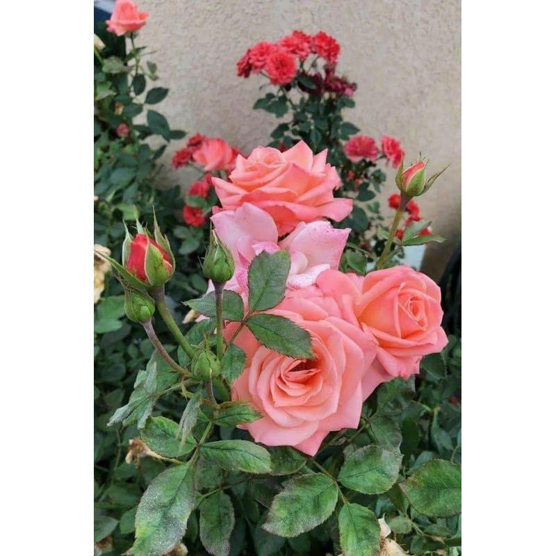 bibit mawar baby rose mini merah pink putih tanaman hias