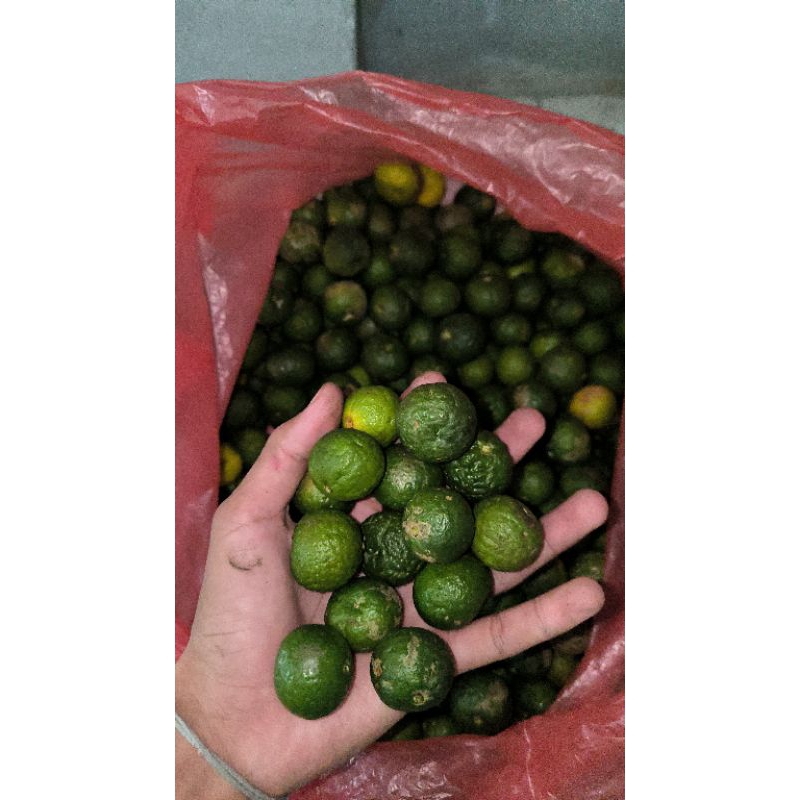 

jeruk limo kiloan
