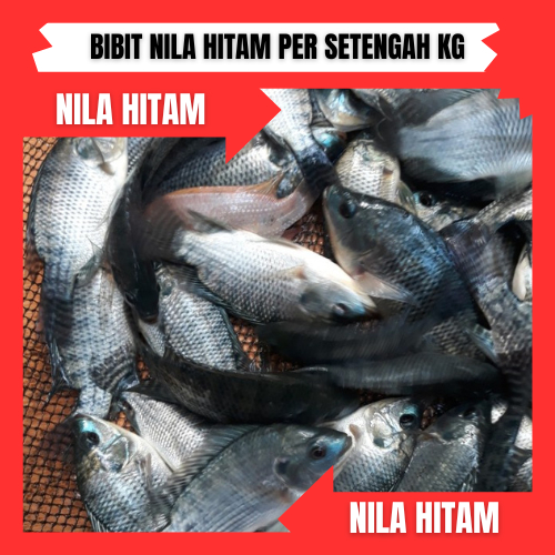 RK bibit/benih ikan nila hitam per setengah kg
