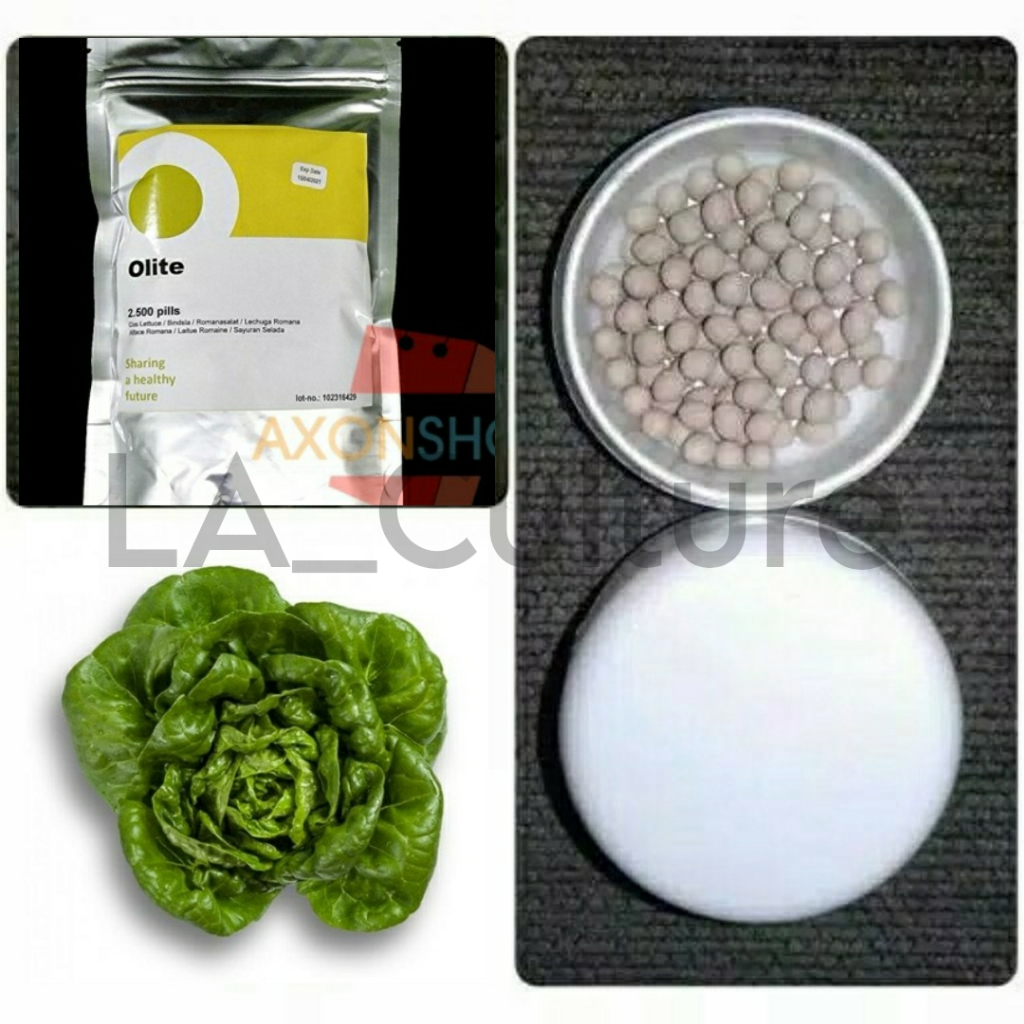 Benih Selada OLITE RZ Repack 50 dan 100 Pills Cos Lettuce Rijk Zwaan