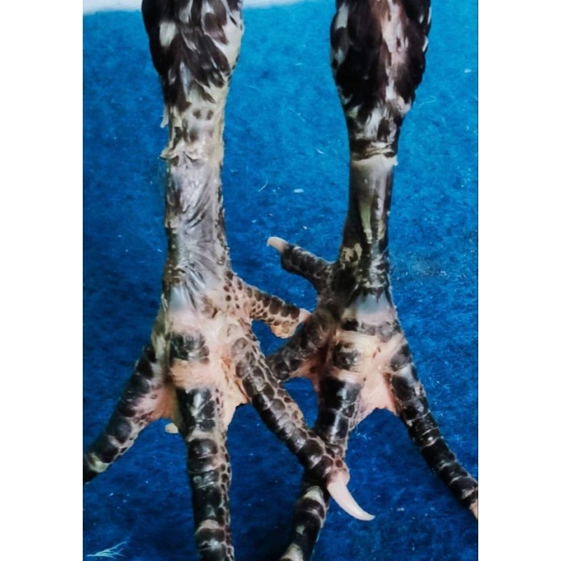 telur vertil ayam ganoi