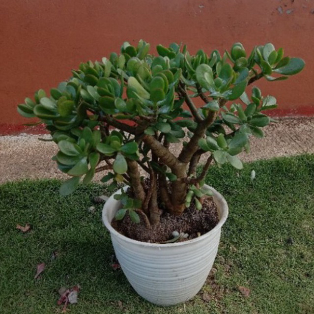 Bonsai Jade Plant Ukuran Besar Batang Berkayu dalam Pot Diameter 20 cm