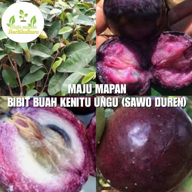 BIBIT BUAH KENITU UNGU (SAWO DUREN) SUPER