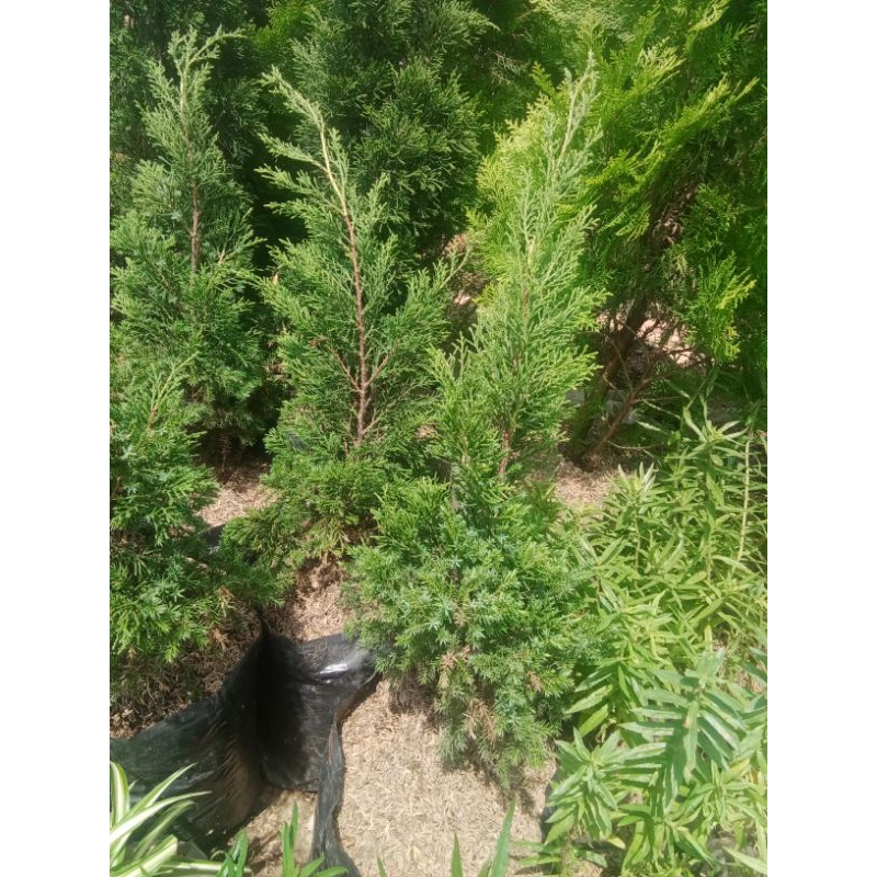 tanaman hias Cemara lilin tinggi 50 cm