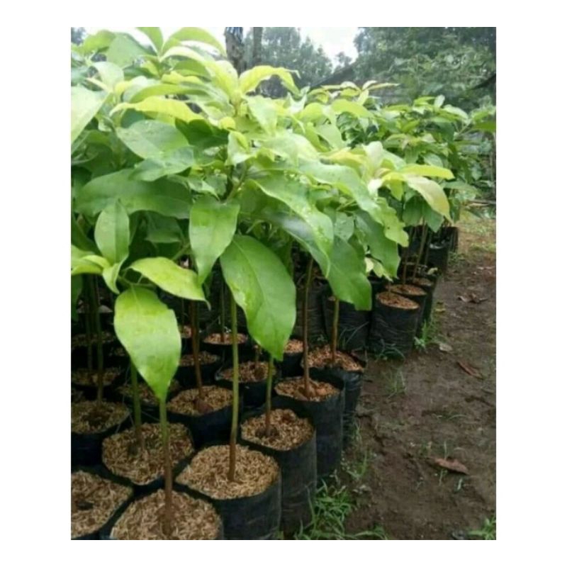 5 pcs bibit alpukat mentega jumbo