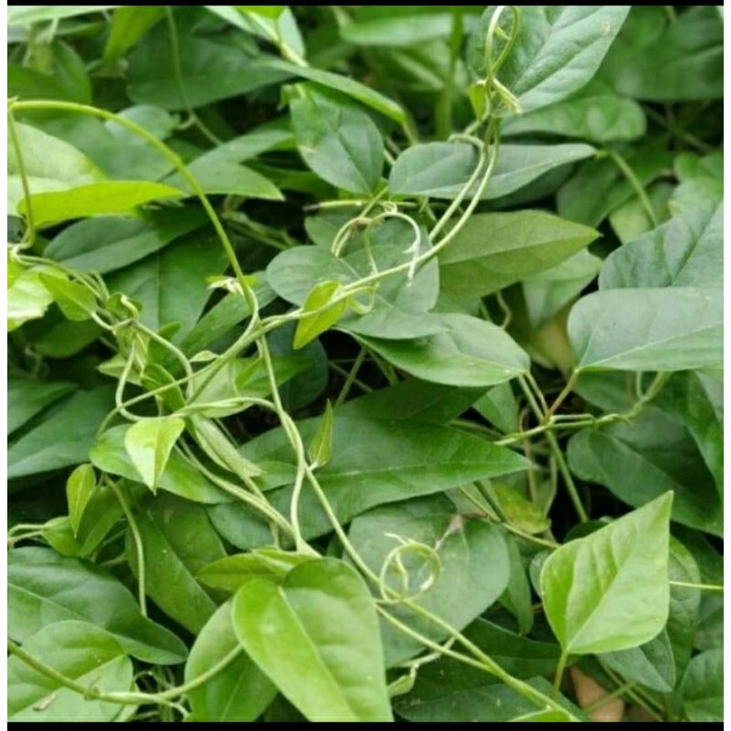 

Daun Cincau rambat murah 10gr