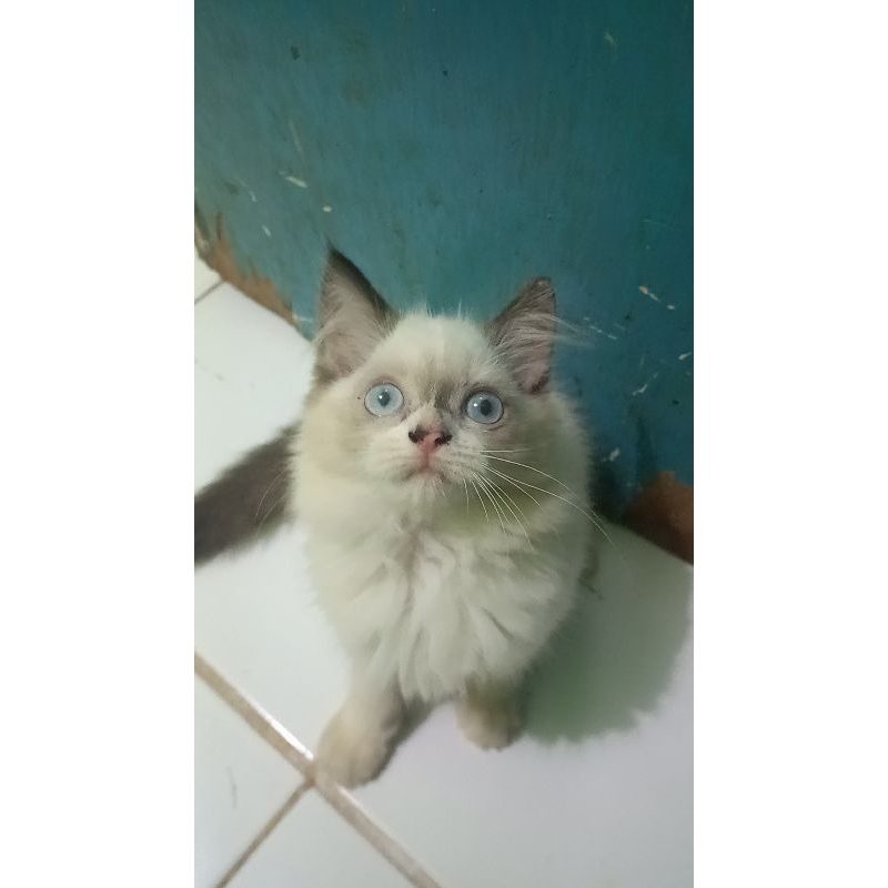 kucing kitten ragdoll