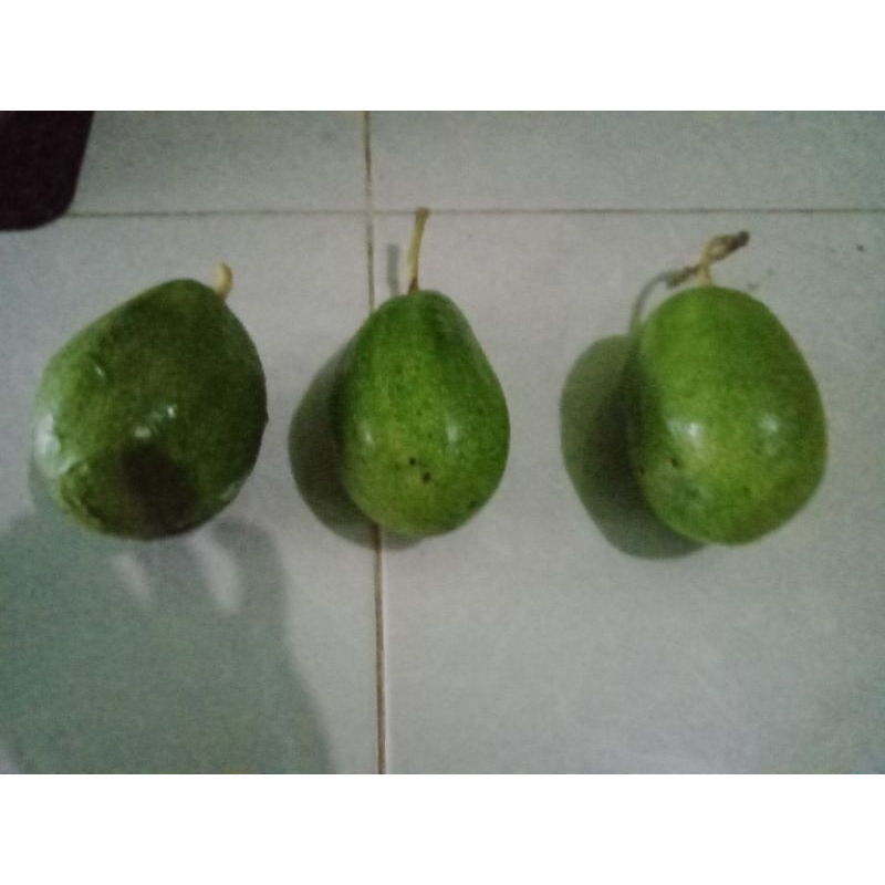 buah Alpukat Aligator 1 kg