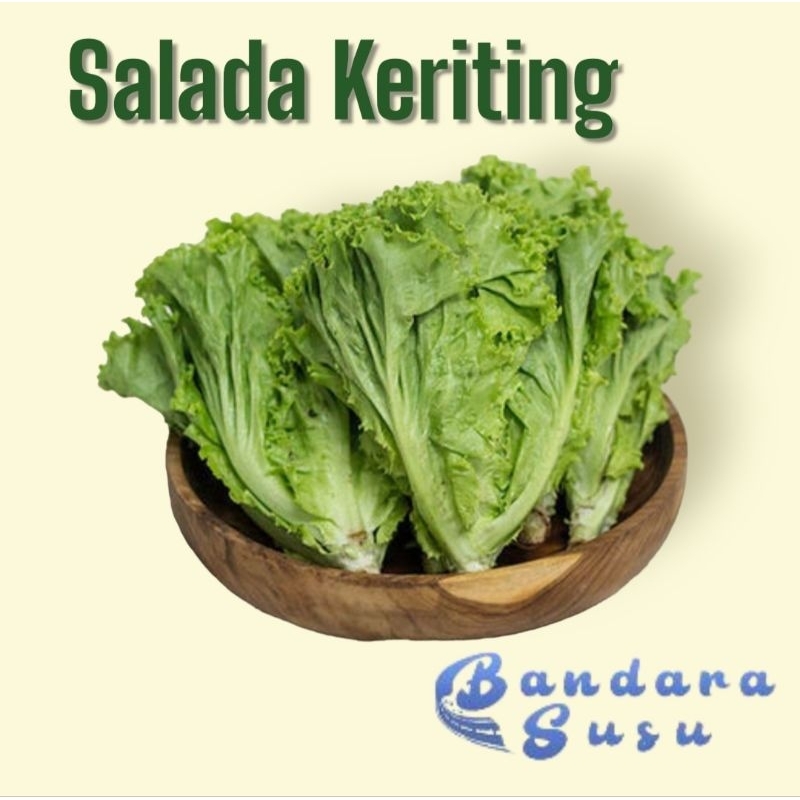 

Sayur Salada Selada Keriting 250 Gram