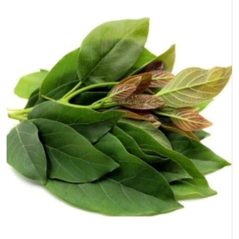 

daun alpukat segar 100 lembar
