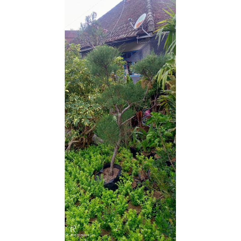 pohon cemara udang besar tinggi 1,5 meter bahan bonsai